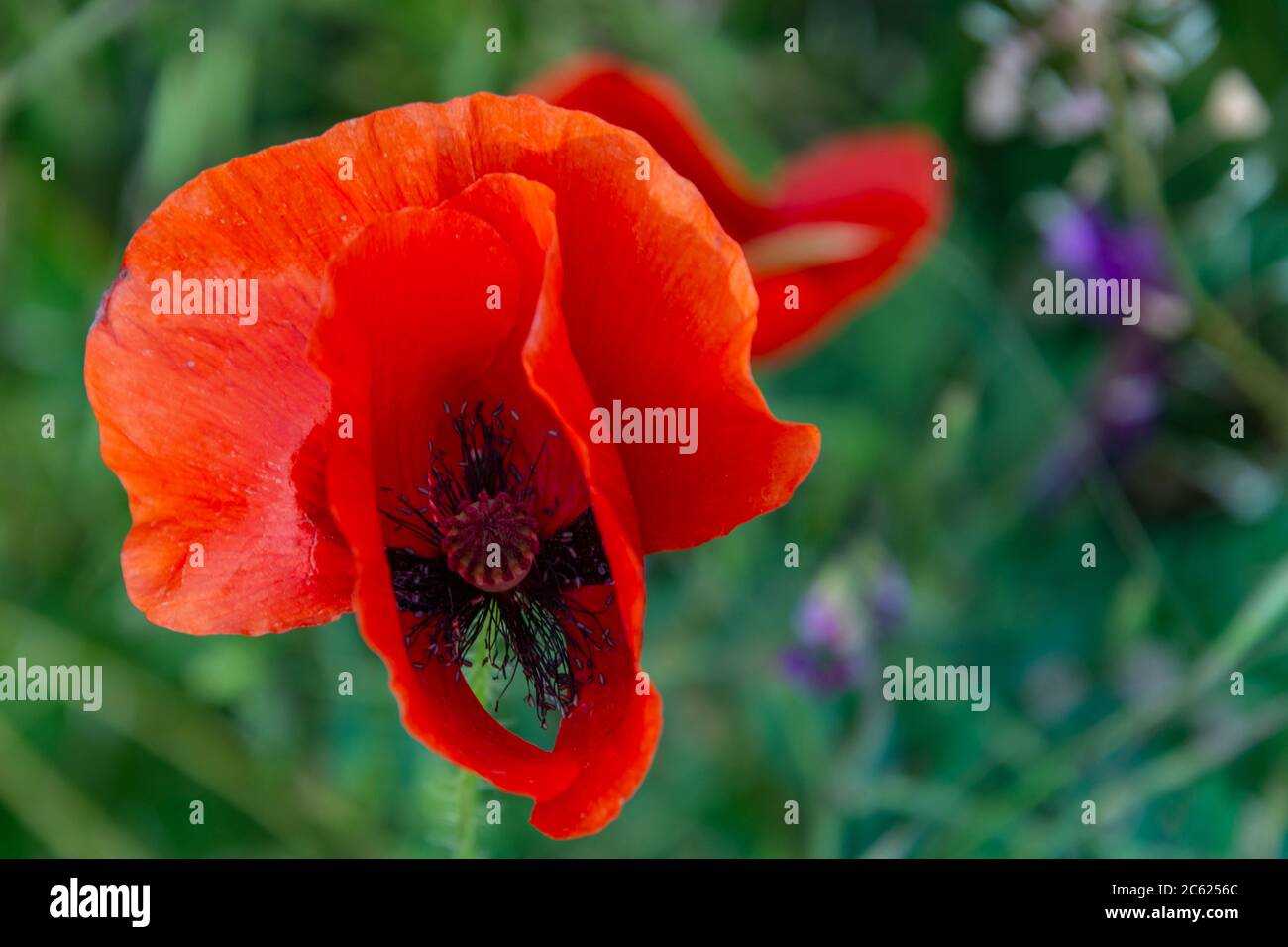 Field of bright red poppies and wheat on a sunny day. Poppy flowers summer Stock Photo