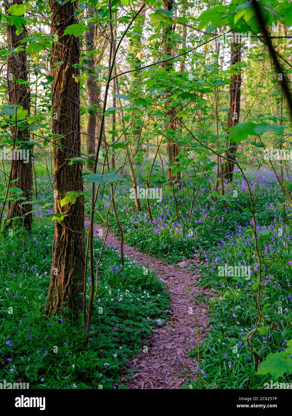 Wickham, UK - April 11, 2020:  Bluebells in the wood, near Wickham, Hampshie, UK Stock Photo