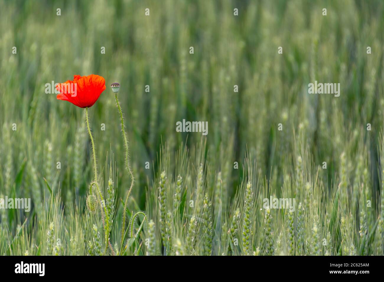Field of bright red poppies and wheat on a sunny day Stock Photo - Alamy