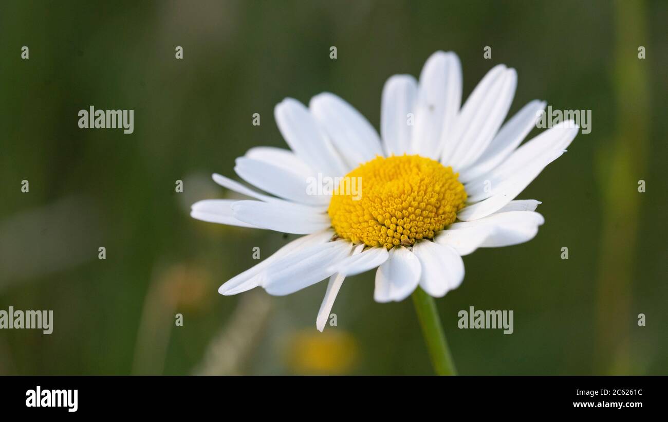 Macro shot of daisy flowers Stock Photo