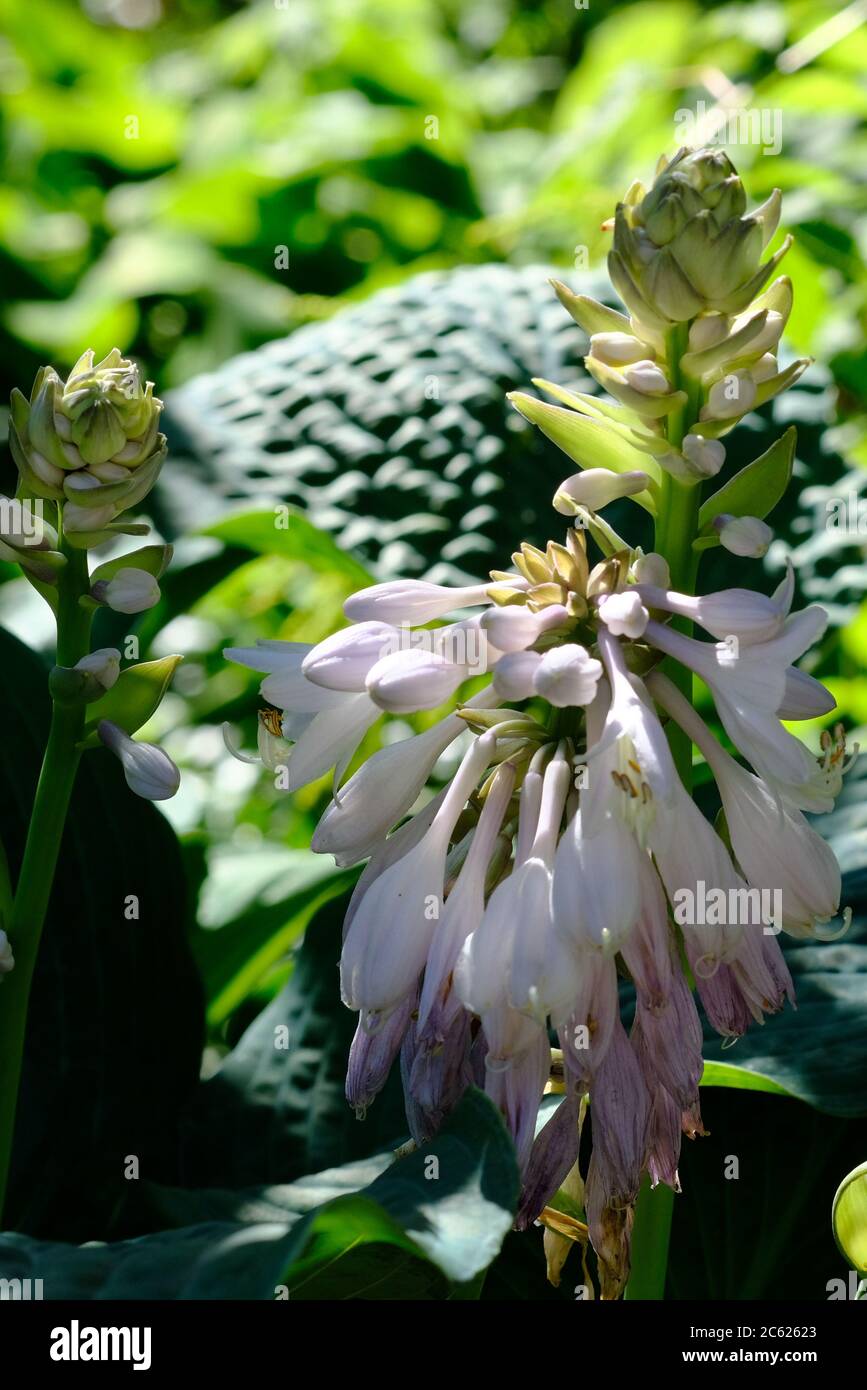 Hosta ('Barbara Ann') in bloom with white flowers in the dappled shade of a  Glebe garden, Ottawa, Ontario, Canada Stock Photo - Alamy