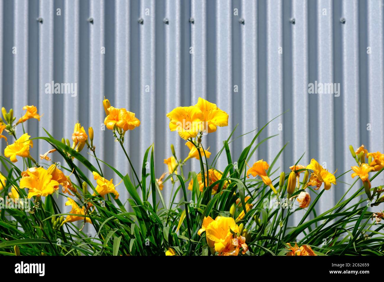 Lovely yellow daylilies (Hemerocallis 'Stella D’Oro') and green leaves against a tin shed wall in a Glebe garden, Ottawa, Ontario, Canada. Stock Photo
