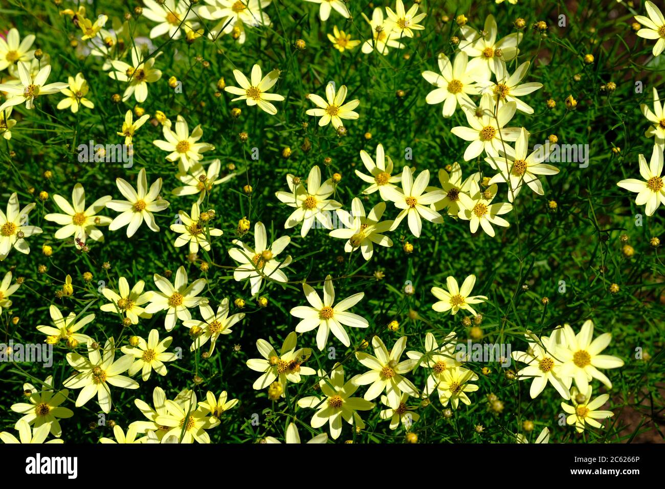 Abundant and lovely pale yellow flowers of a tickseed (Coreopsis verticillata ‘Moonbeam’) in a