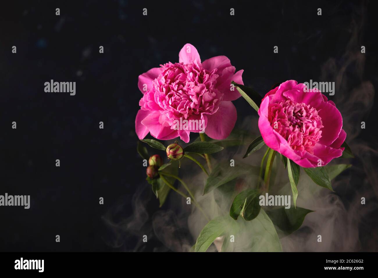 Bright pink peonies in a dark style with smoke around Stock Photo - Alamy