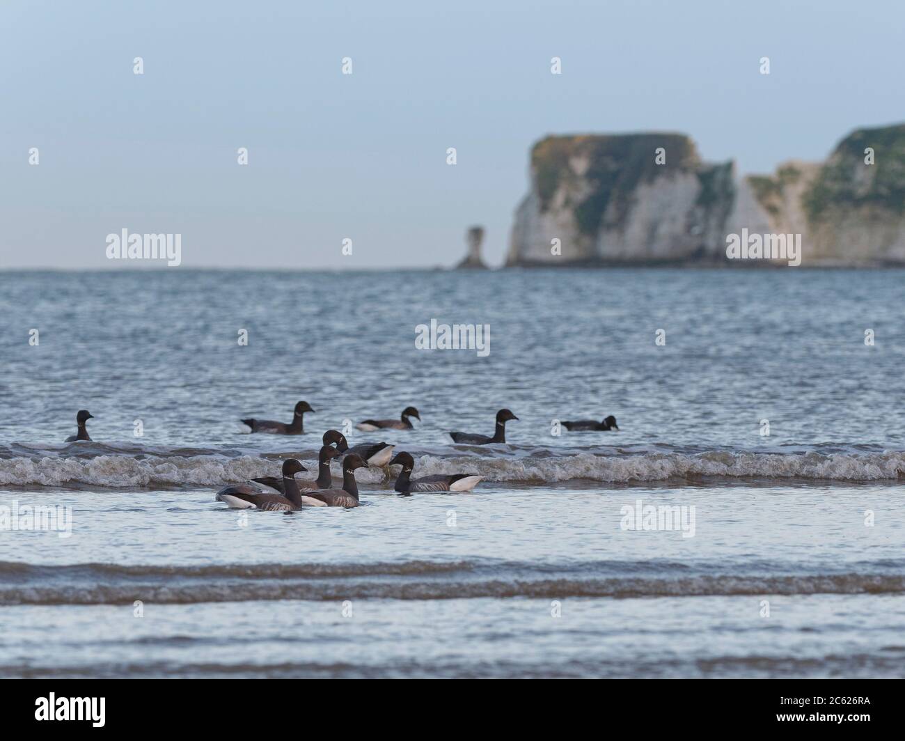 Brent goose (Branta bernicla) group swimming just offshore to access Sea grass beds (Zostera marina) as they become exposed on a falling tide, Dorset Stock Photo