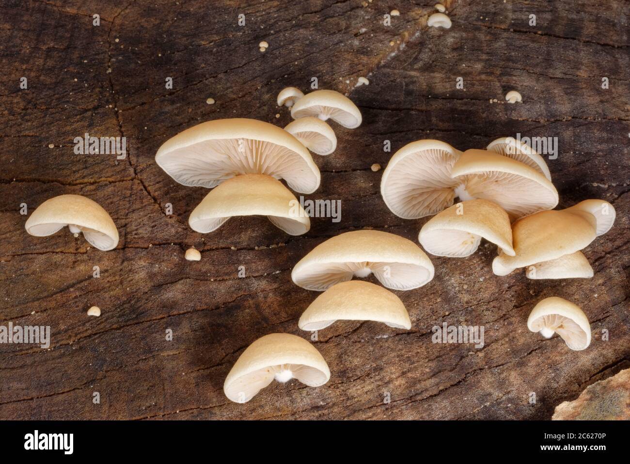 Peeling oysterling fungi (Crepidotus mollis) growing on a rotting log, GWT Lower Woods reserve, Gloucestershire, UK, September. Stock Photo