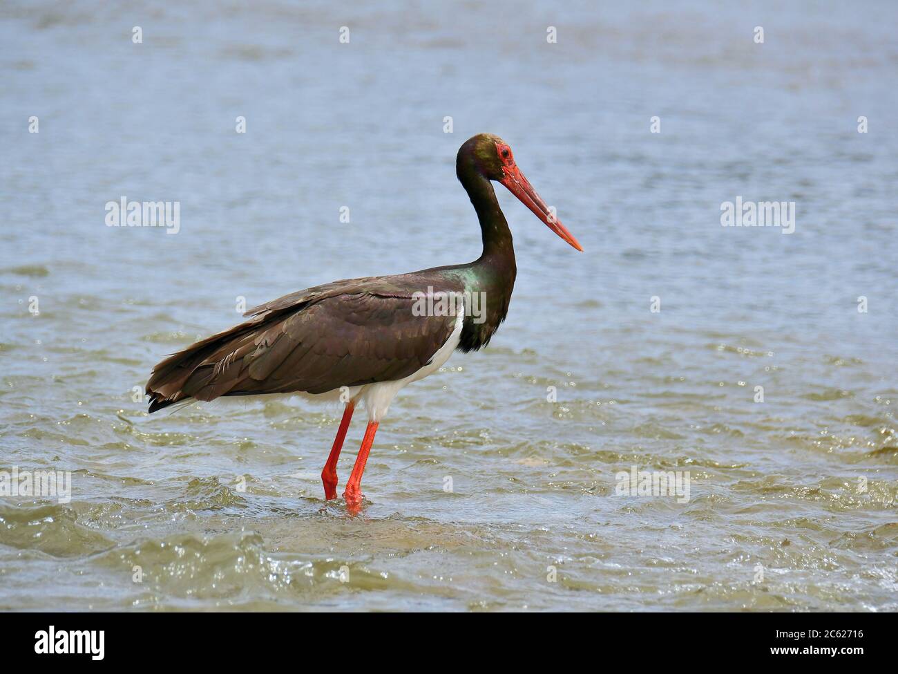 Black stork, Schwarzstorch, Ciconia nigra, fekete gólya, Dunajec, Vistula  river, Poland, Europe Stock Photo - Alamy