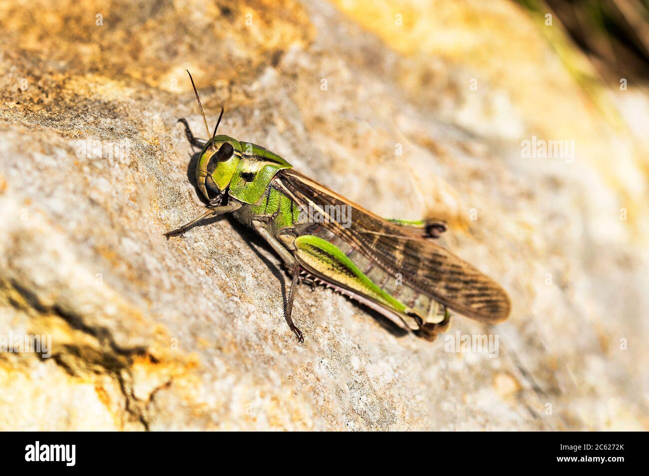 Caelifera. Orthopteran insects. Insecta. Sesaredas. Aldeia de S. Bartolomeu. Vila da Lourinhã. Portugal. Stock Photo