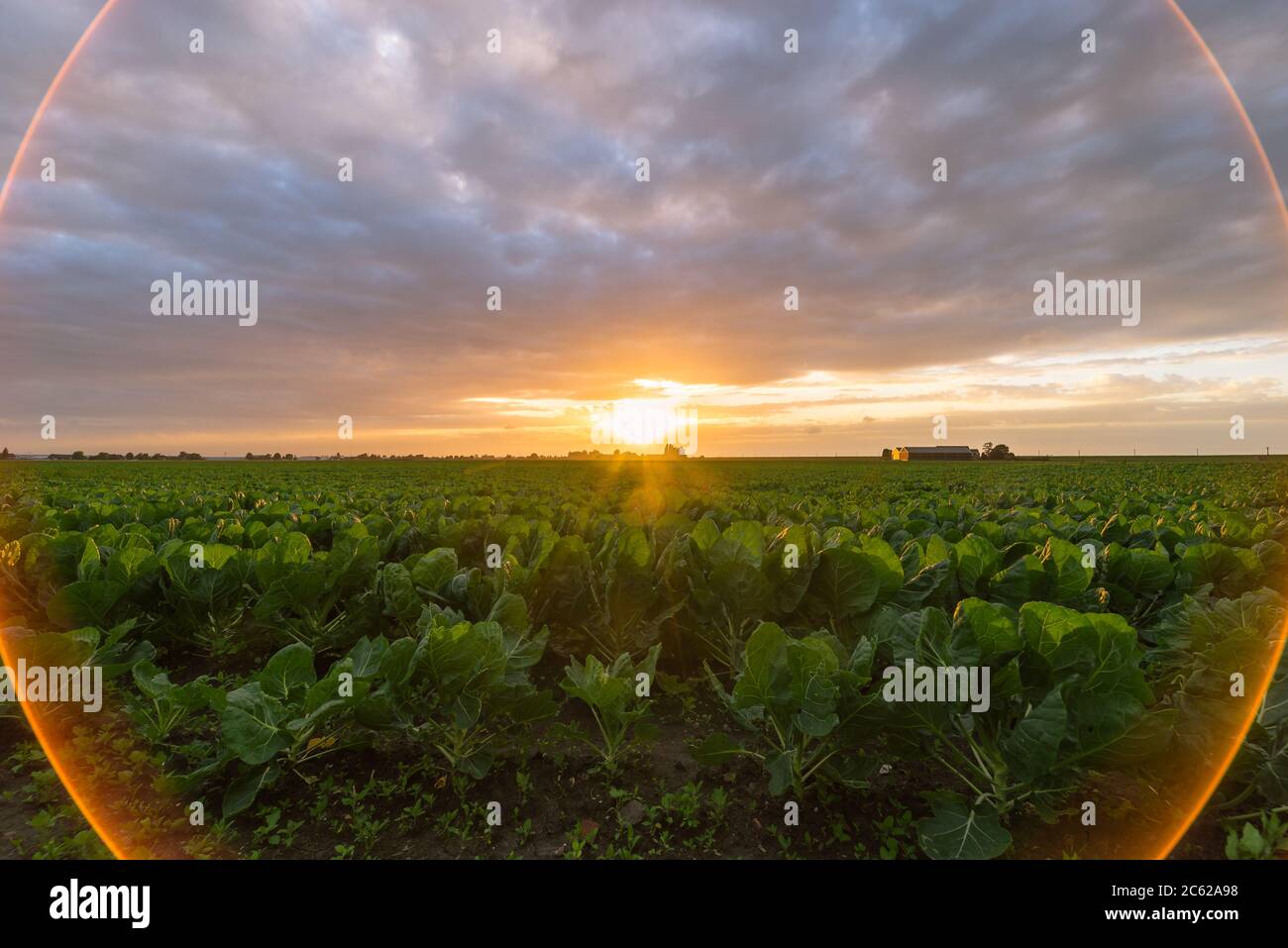Colorful sunset over a cabbage field. Colored circle is caused by a lens flare by aiming an ultra wide lens exactly at the position of the sun. Stock Photo