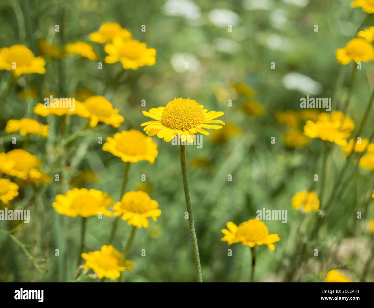 Beautiful yellow flower plant in the daisy family Asteraceae. Stock Photo