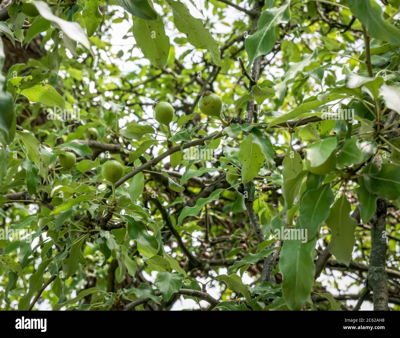 Pyrus elaeagrifolia or the oleaster-leafed pear fruit hanging on a tree branch. Stock Photo