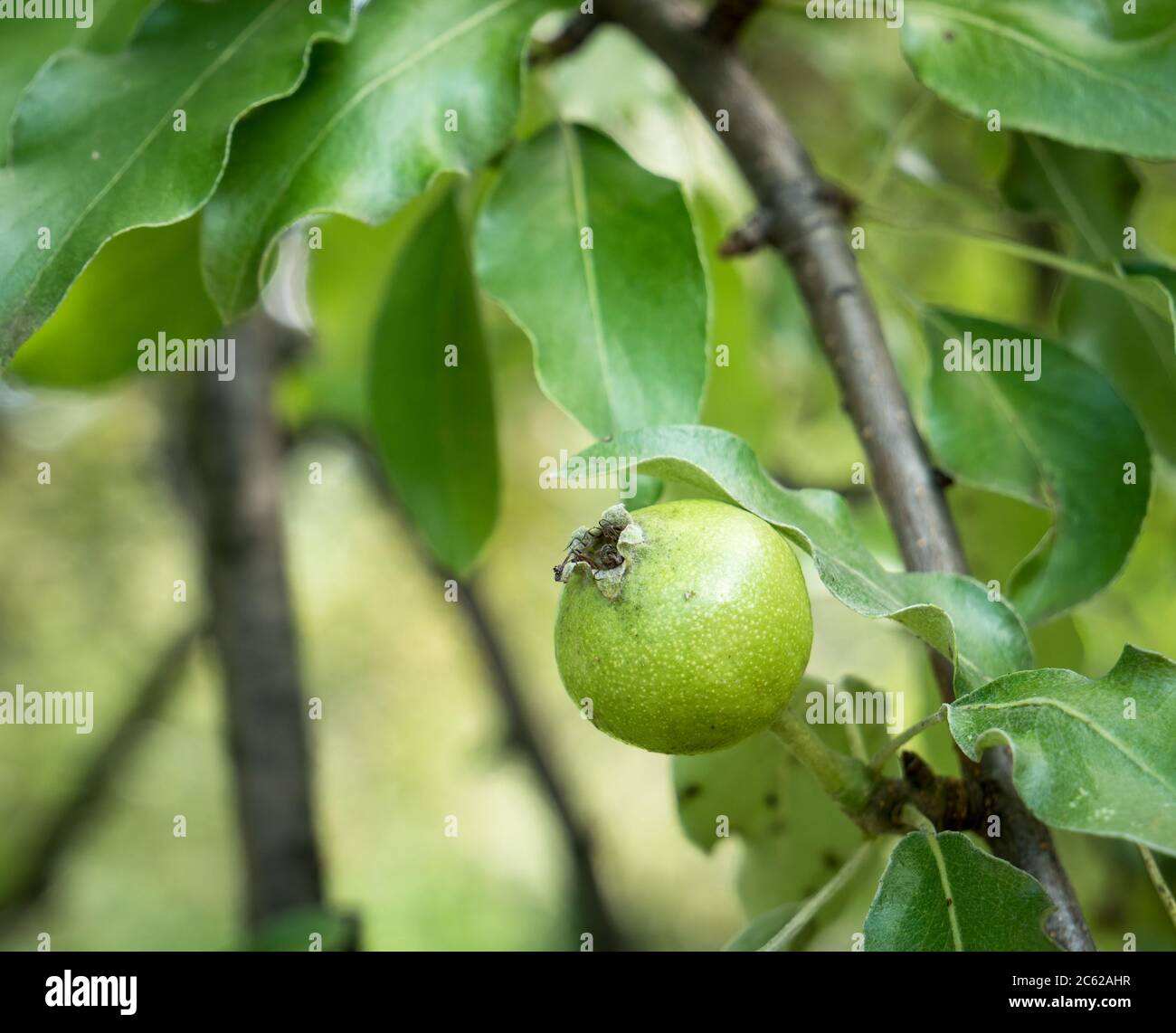 Pyrus elaeagrifolia or the oleaster-leafed pear fruit hanging on a tree branch. Single isolated fresh green fruit Stock Photo