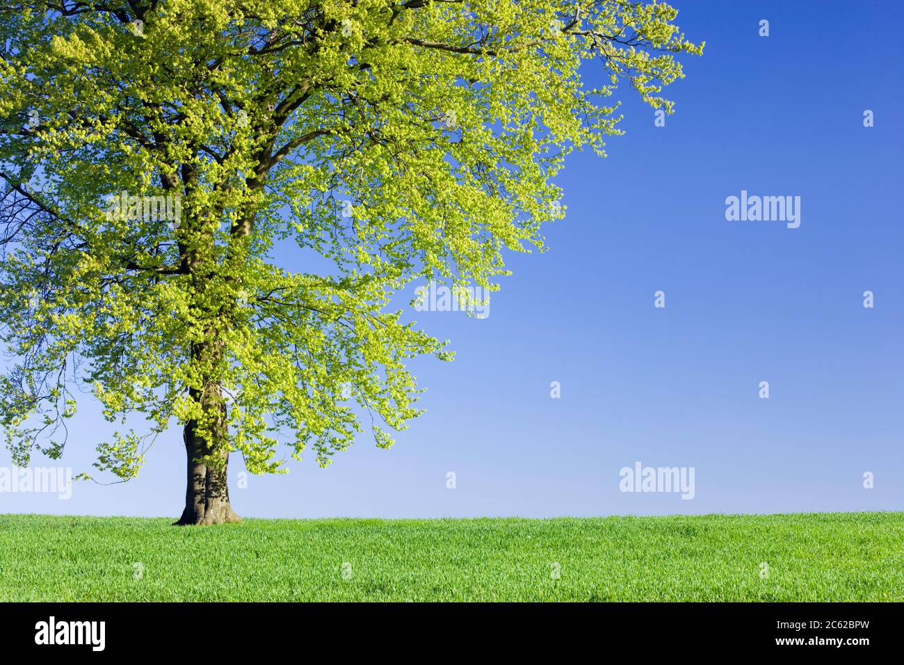 Single beech tree in field of young crop. Surrey, UK. Stock Photo