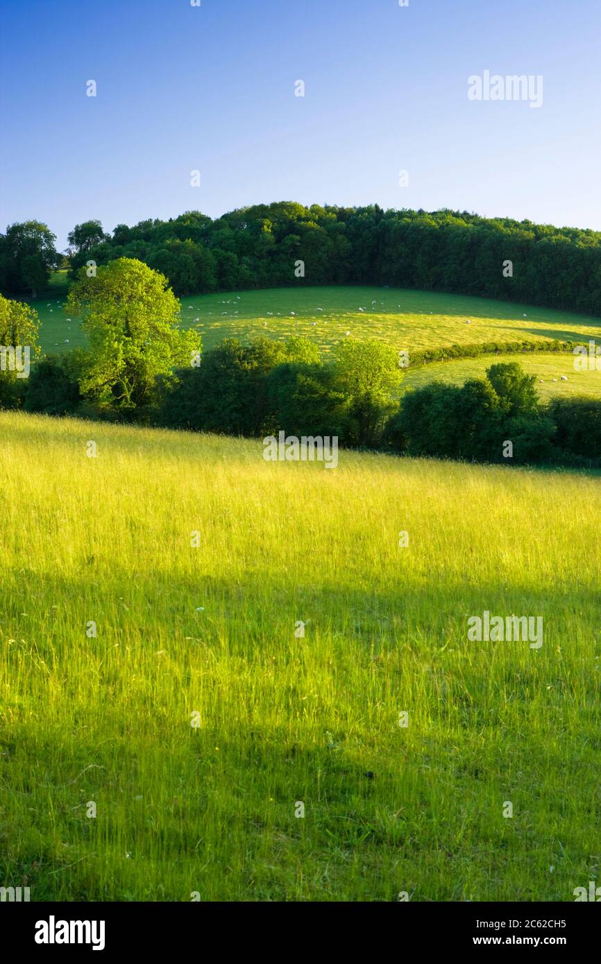 North Downs near Dorking, Surrey, UK. Stock Photo