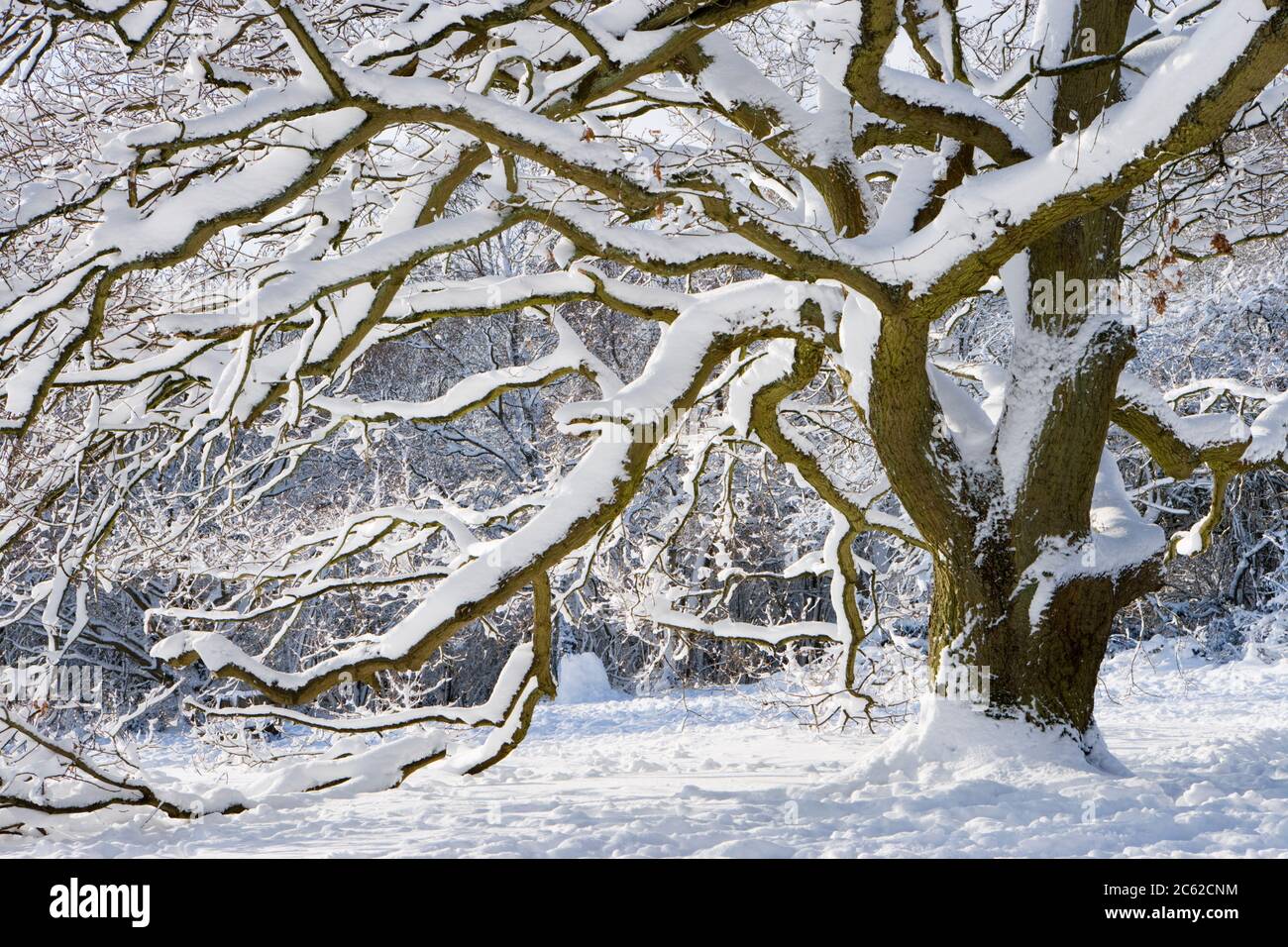 Snow on oak tree, Newlands Corner, Surrey, UK Stock Photo