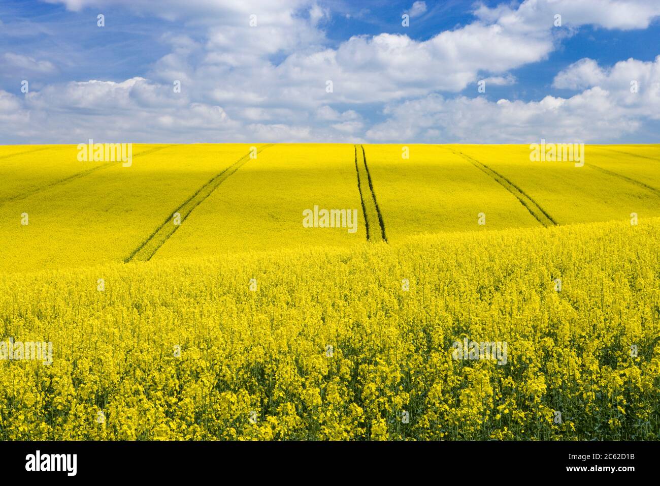 Field of oilseed rape, Surrey, UK Stock Photo