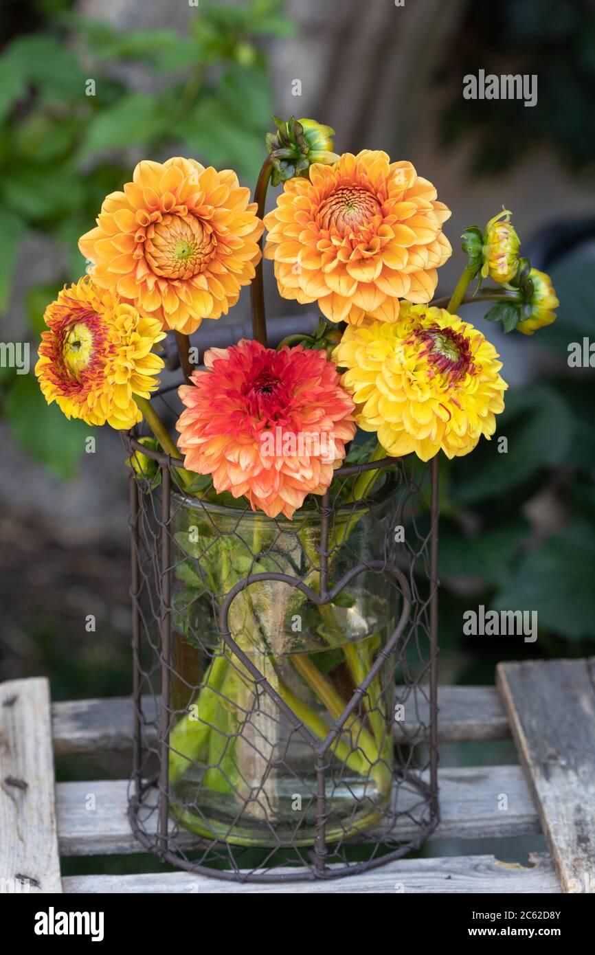 bouquet of dahlia flowers in yellow and orange in glass vase Stock Photo