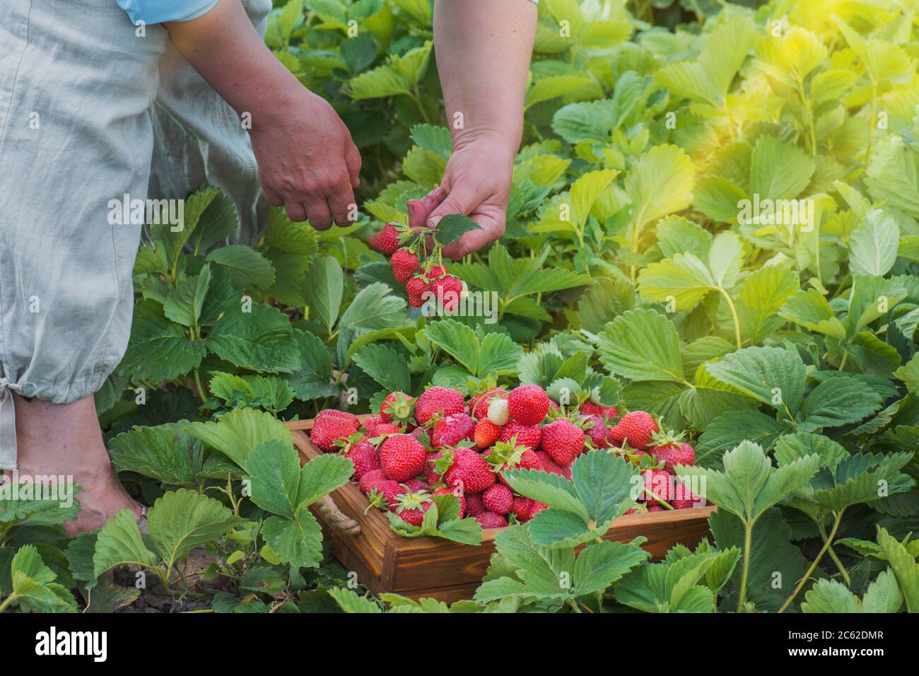 Strawberry harvest concept. Hand rips strawberries from the bush ...