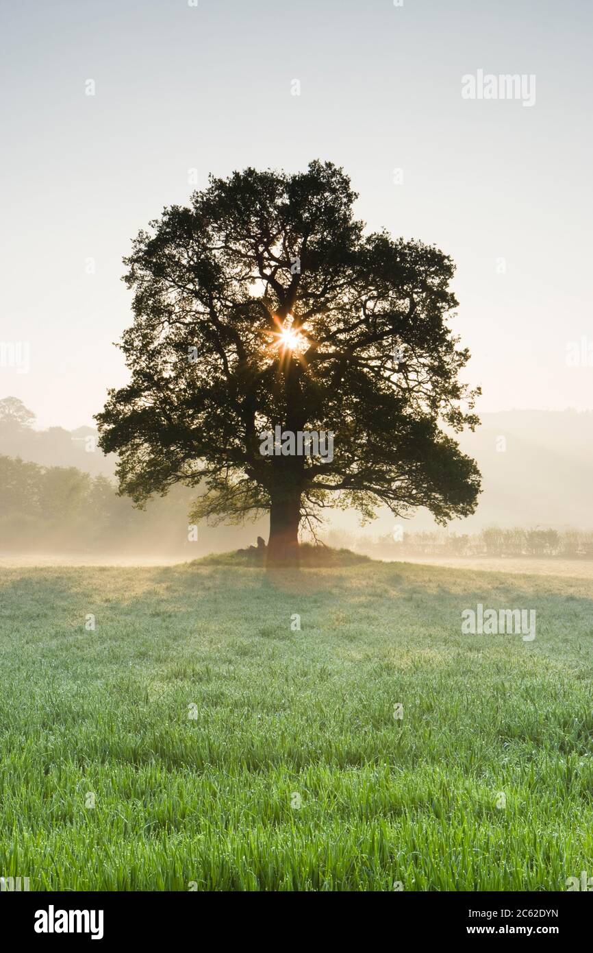 Single oak tree in field, Wales, UK Stock Photo