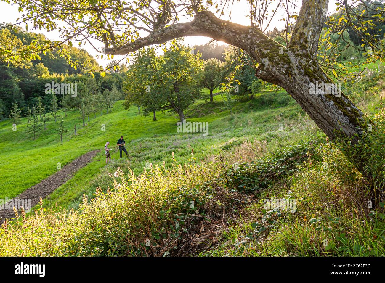 The fruits grow in this unique nature for the Manufaktur Jörg Geiger, Schlat, Germany Stock Photo