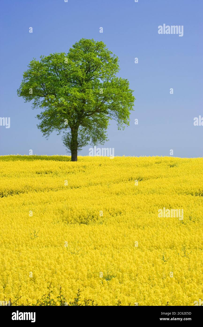 Oak tree in field of oilseed rape, UK Stock Photo