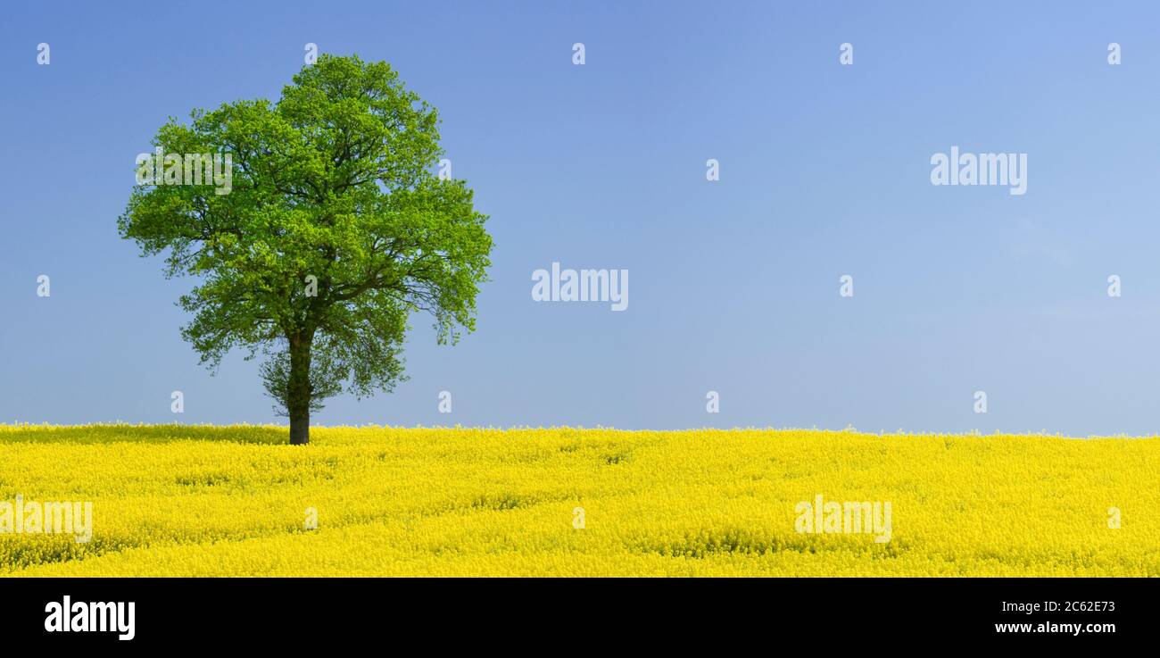 Oak tree in field of oilseed rape, UK Stock Photo