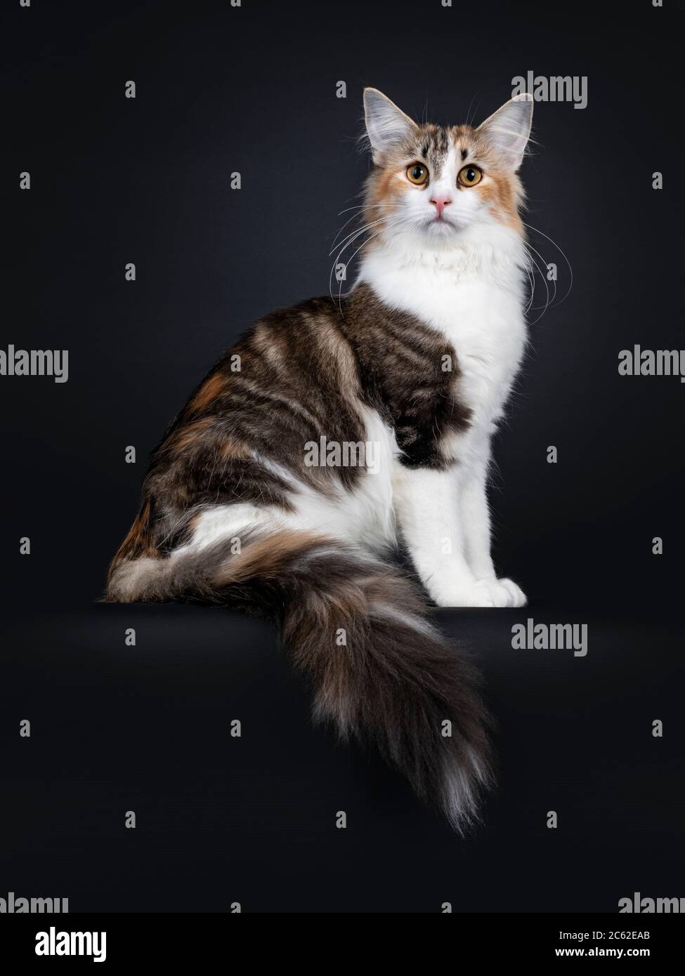Young adult bicolor tortie Norwegian Forestcat, sitting side ways on edge. Looking towards camera with yellow eyes. Isolated on black background. Tail Stock Photo
