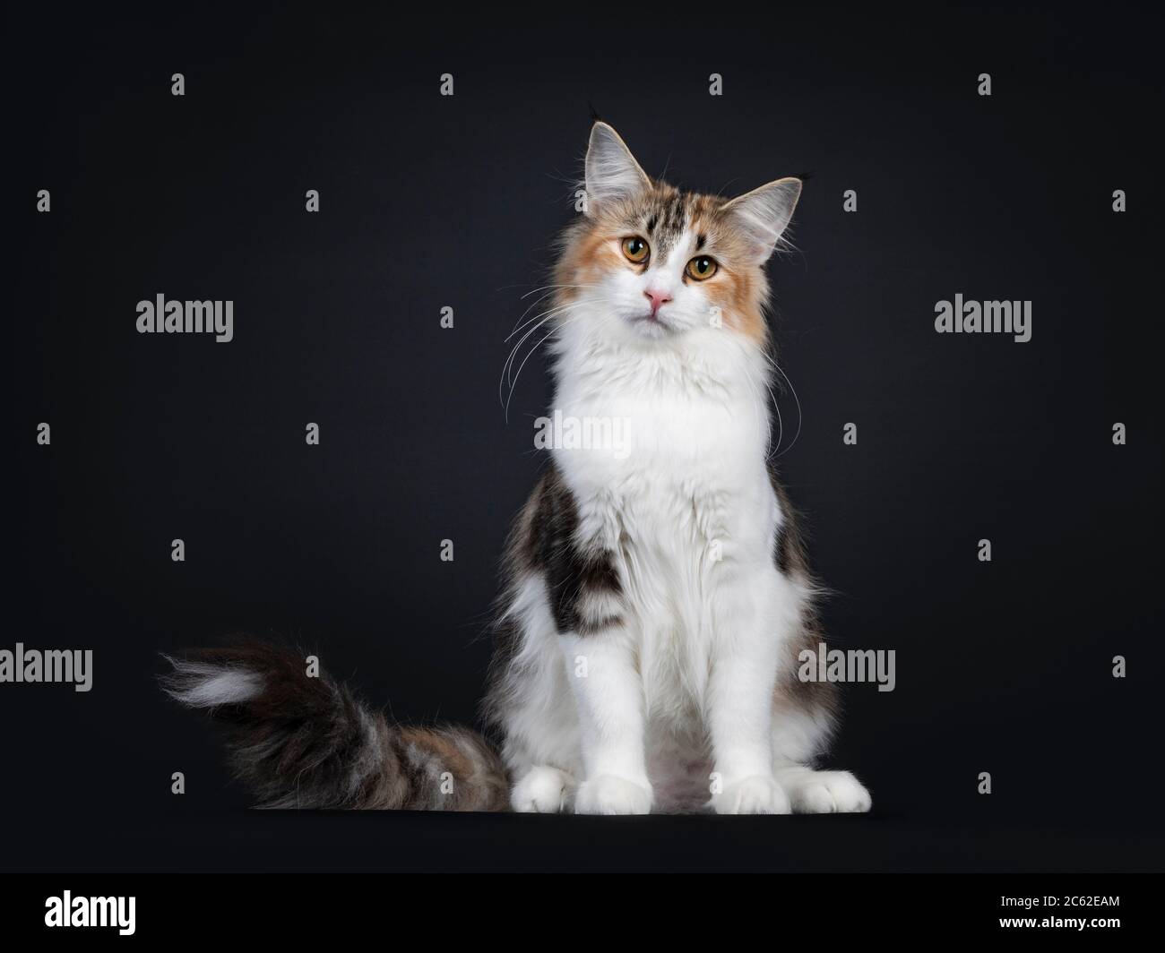 Young adult bicolor tortie Norwegian Forestcat, sitting facing front. Looking towards camera with yellow eyes. Isolated on black background. Tail with Stock Photo