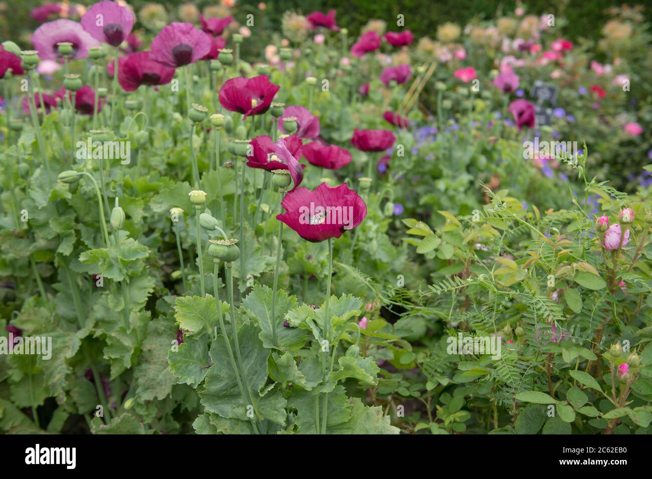 Summer Flowering Purple and Pink Flowers of Opium Poppy Plants (Papaver