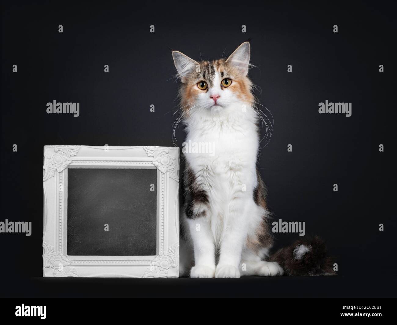 Young adult bicolor tortie Norwegian Forestcat, sitting facing front beside blackboard filled photo frame. Looking towards camera with yellow eyes. Is Stock Photo