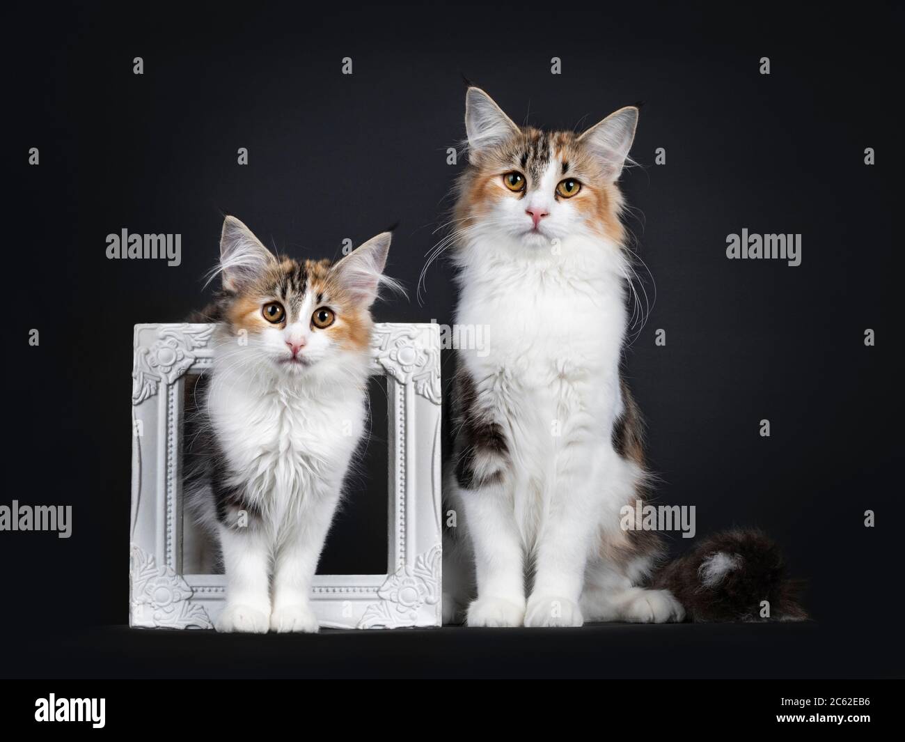 Young adult bicolor tortie Norwegian Forestcat, sitting facing front beside photo frame with younger version of herself. Looking towards camera with y Stock Photo