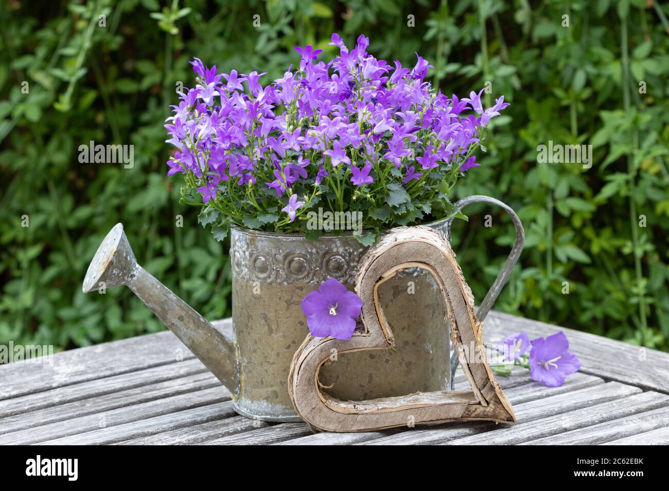 romantic summer decoration with bellflower in purple in watering can Stock Photo
