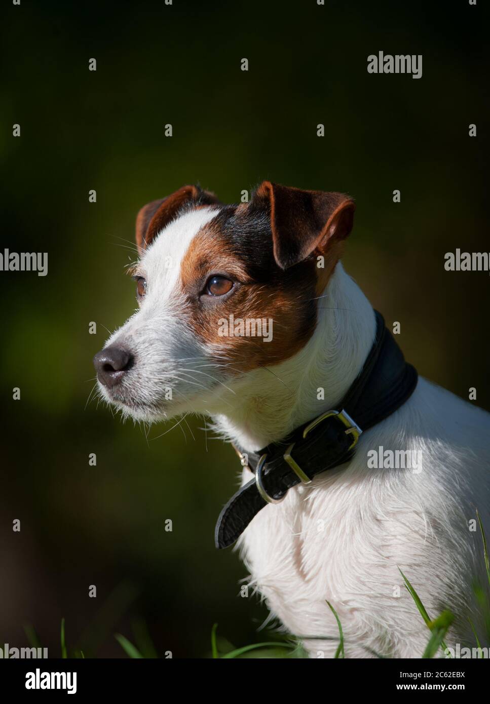 Jack russel terrier autumn portrait Stock Photo