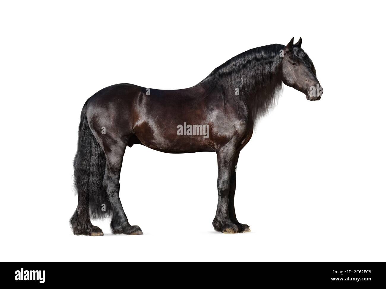 Beautiful frisian stallion isolated over a white background Stock Photo