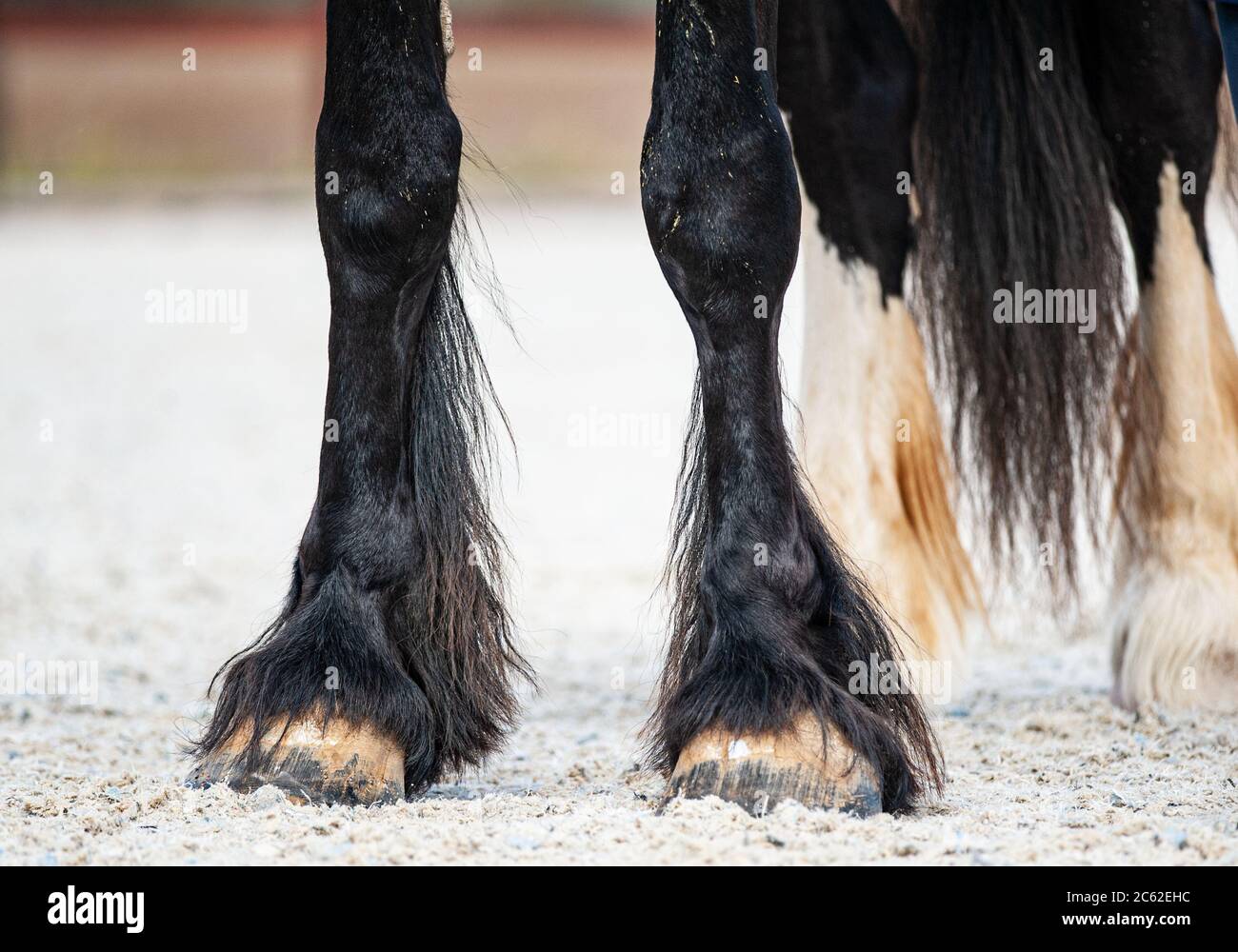 Horse hooves hires stock photography and images Alamy