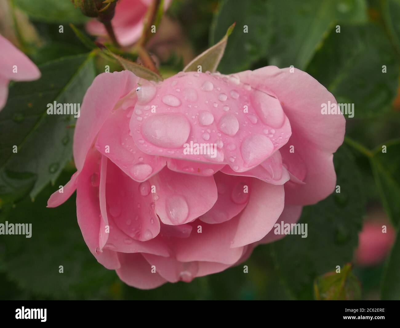 Rose petals of a rosebud covered with water droplets. Close up Stock