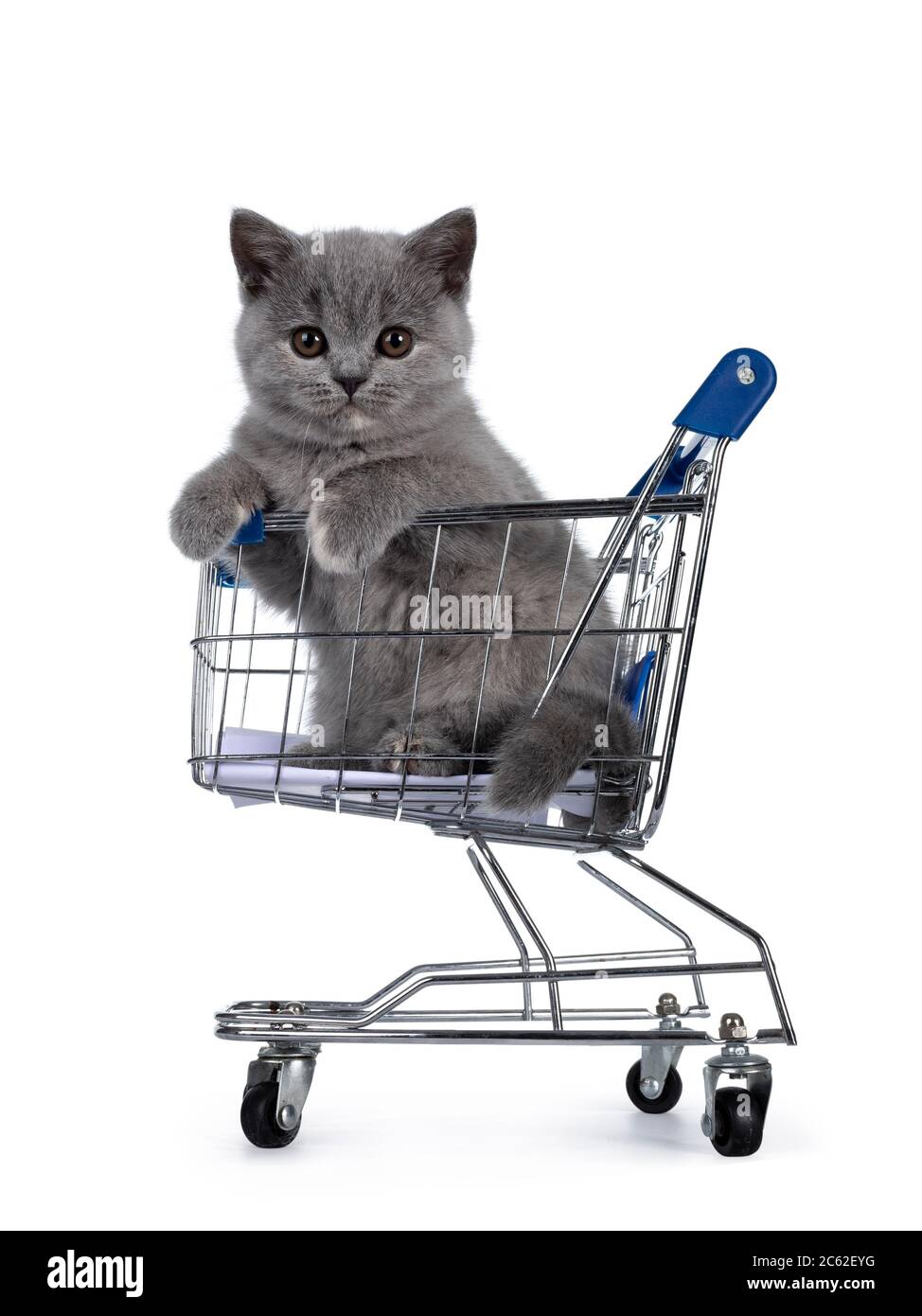 Cute small blue tortie British Shorthair cat kitten, sitting in mini shopping cart. Paws on edge and looking towards camera with brown eyes. Isolated Stock Photo