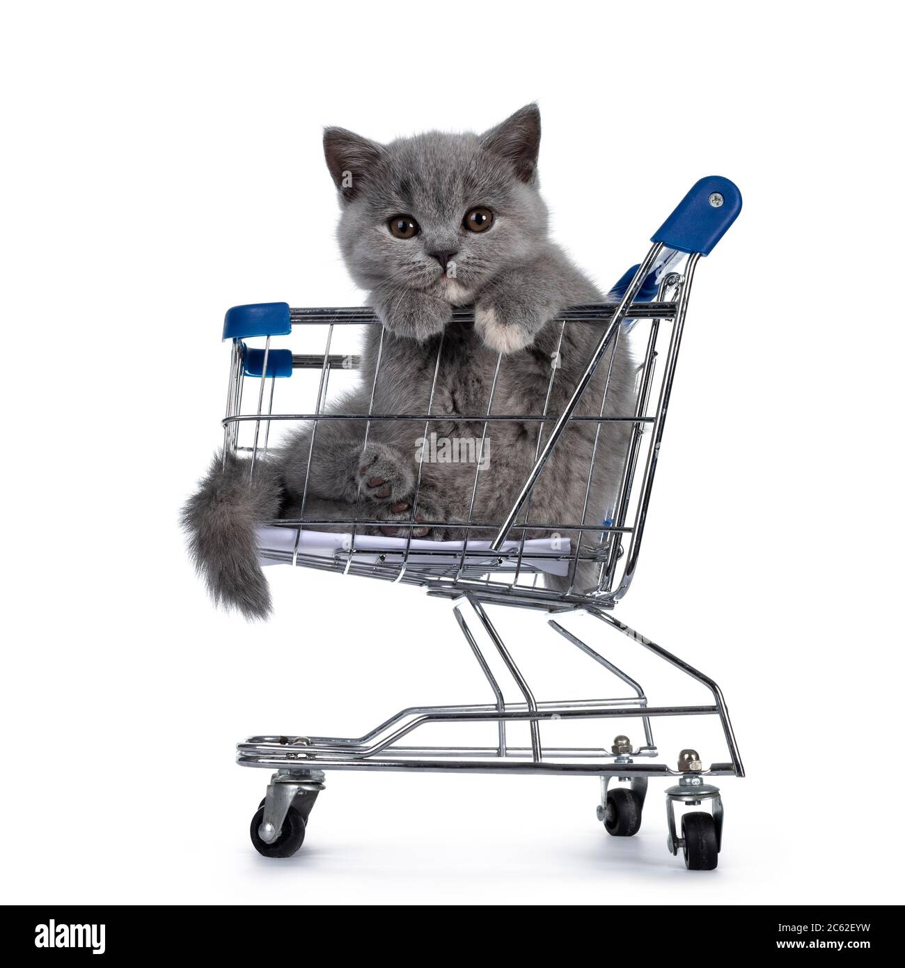Cute small blue tortie British Shorthair cat kitten, hanging in mini shopping cart. Paws over edge and looking towards camera with brown eyes. Isolate Stock Photo