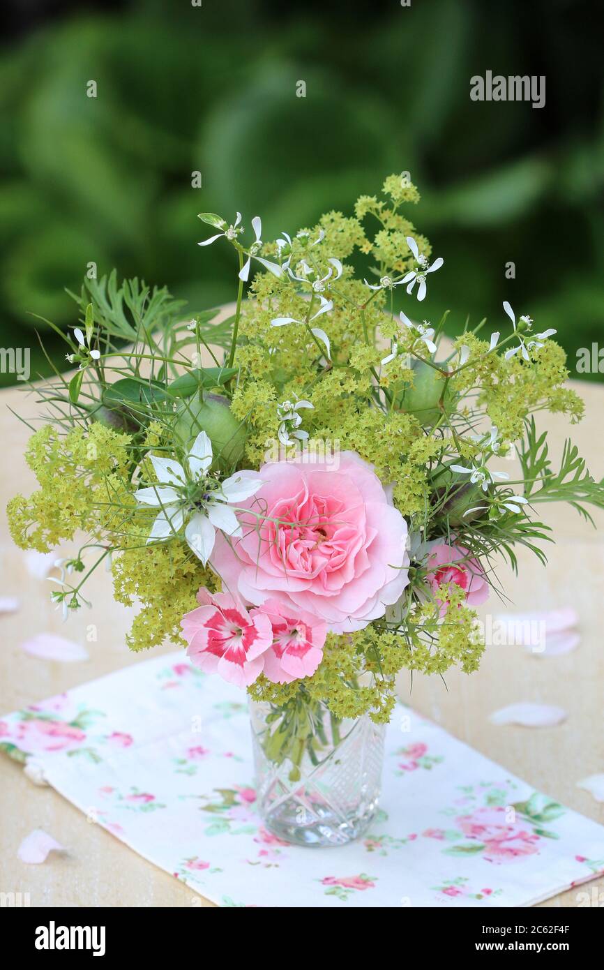 Lady mantle hi-res stock photography and images - Alamy