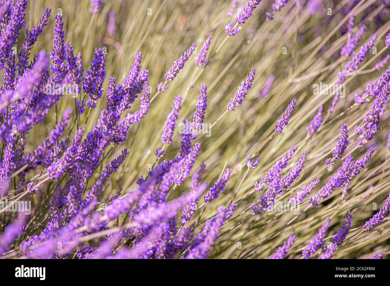 Lavender flowers background closeup in summer Stock Photo