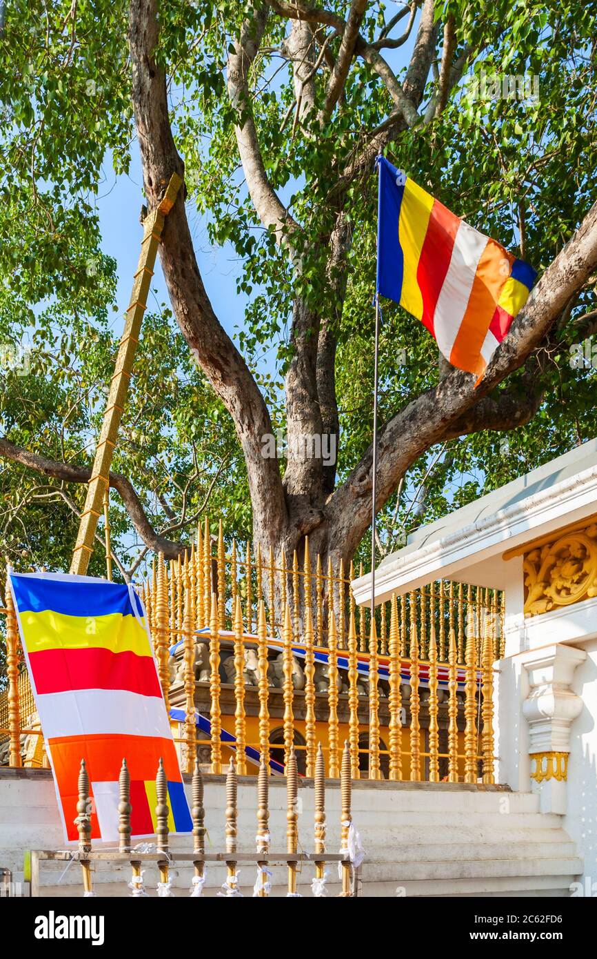 Jaya Sri Maha Bodhi a Sacred Fig tree in the Mahamewna Gardens