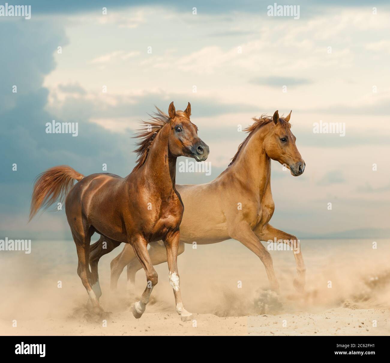 Chestnut horses hi-res stock photography and images - Alamy