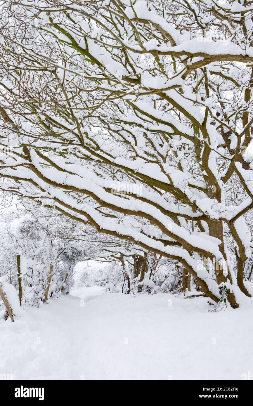 Path under snow laden trees, Surrey, UK Stock Photo