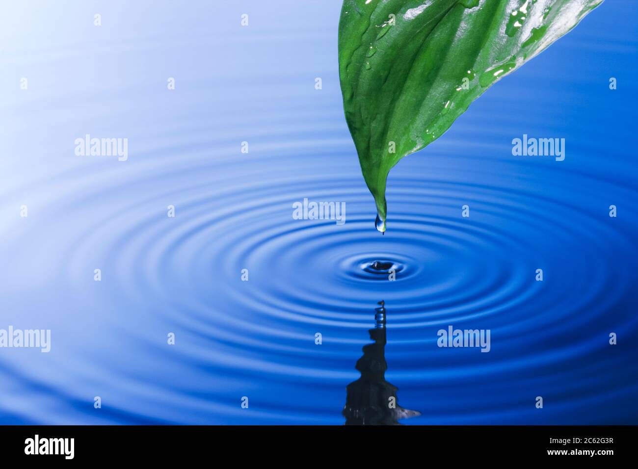 Water droplet falling from leaf causing ripples Stock Photo