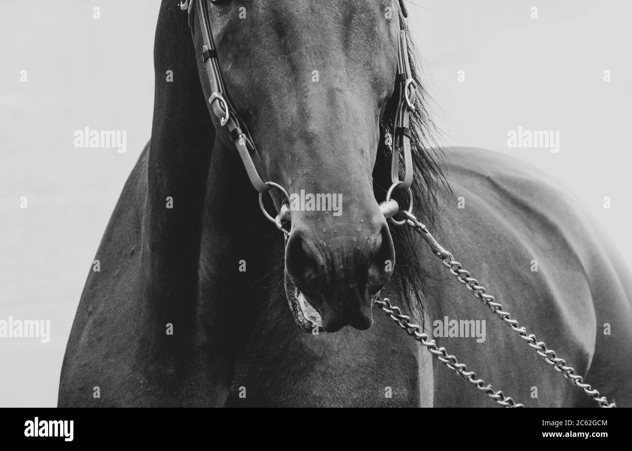 Horse nose in briddle closeup Stock Photo