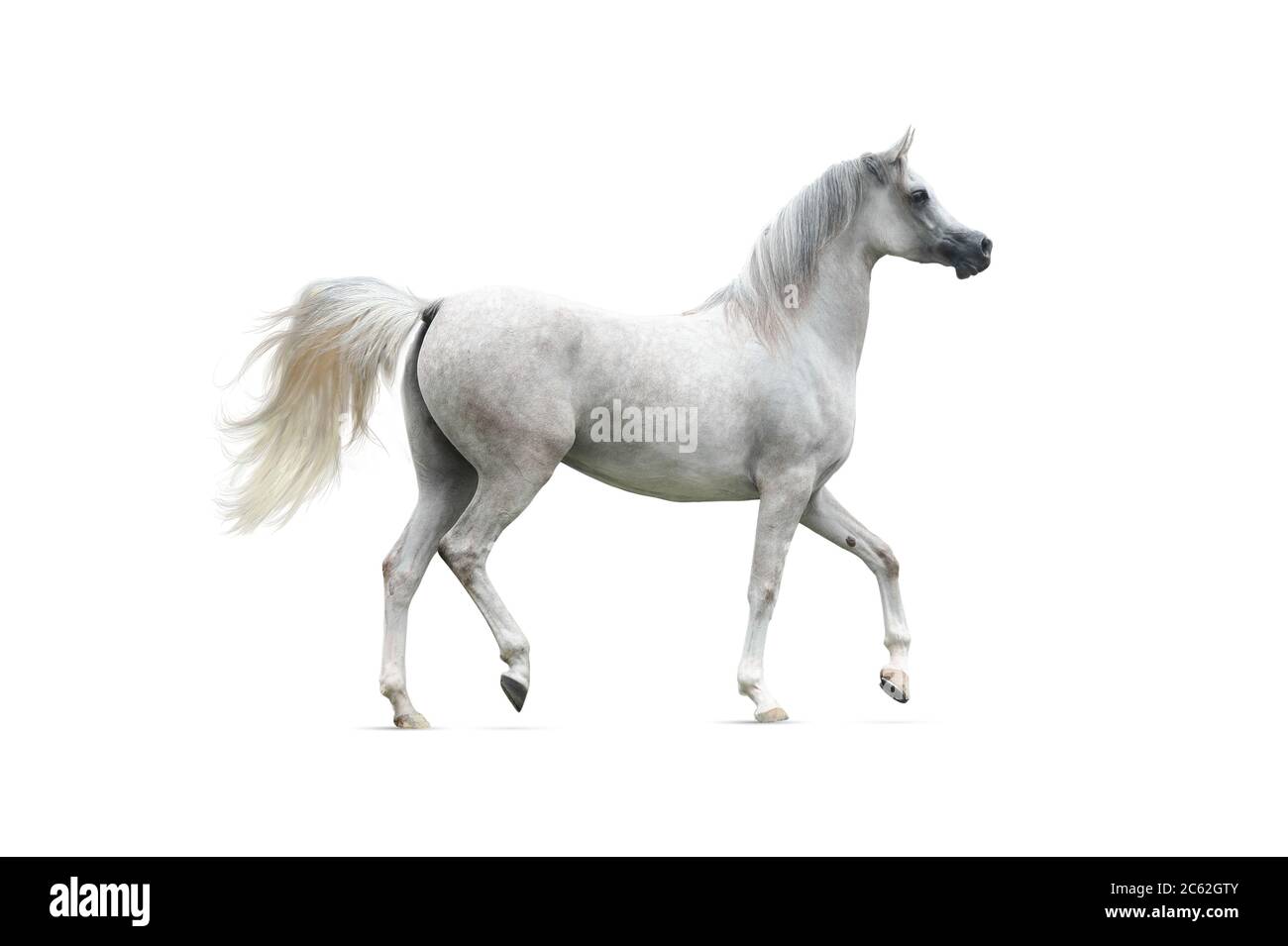 Gray arabian horse isolated on white Stock Photo