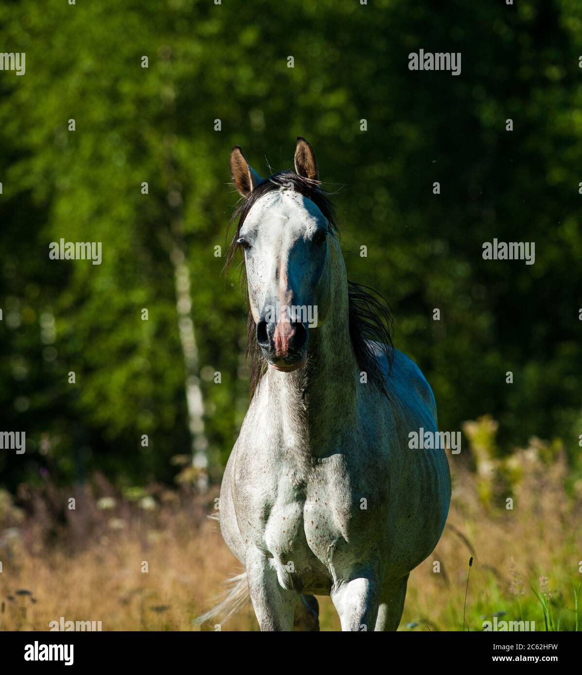 Dapple gray arab stallion running frontview Stock Photo