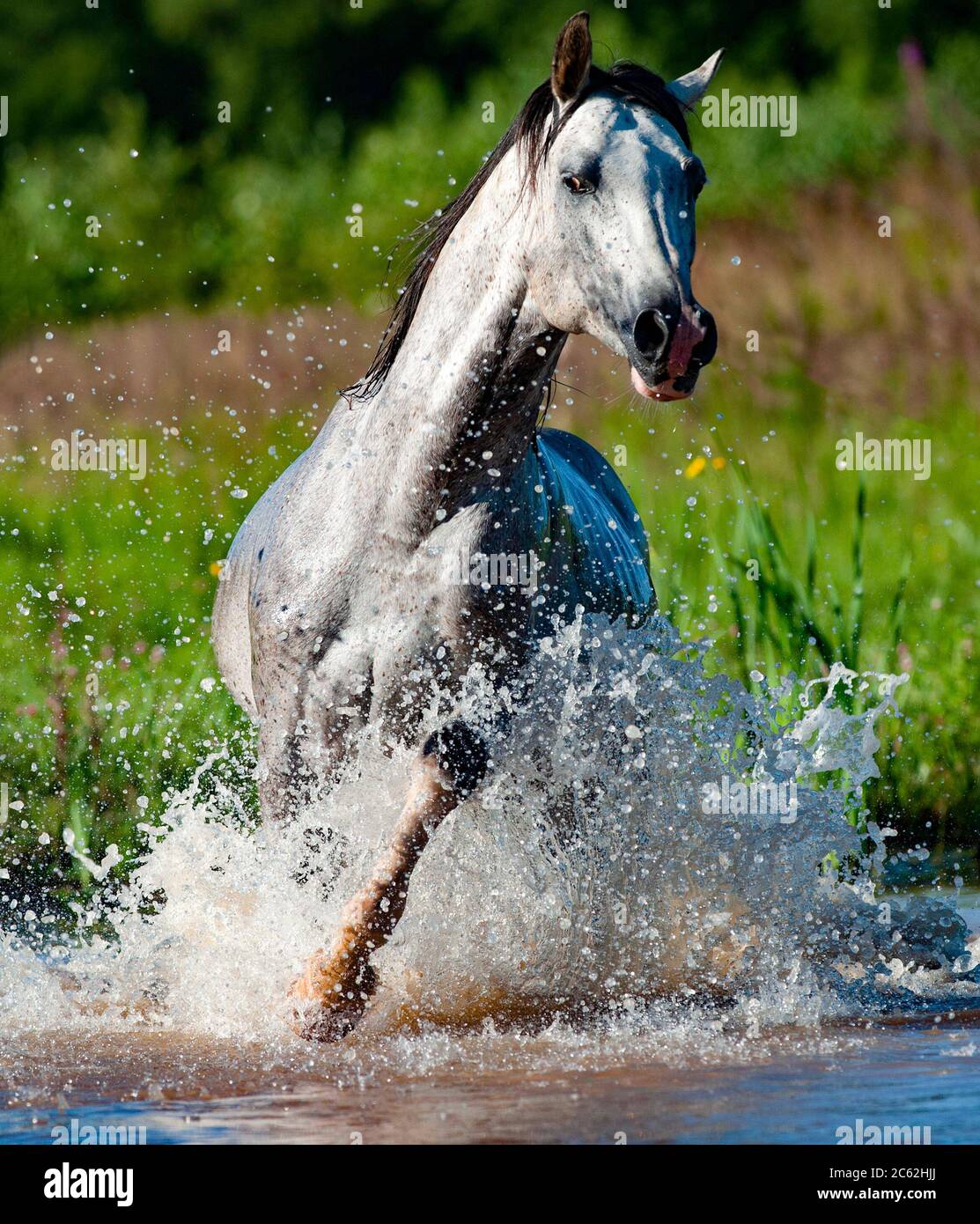 Arab stallion running in water front view Stock Photo