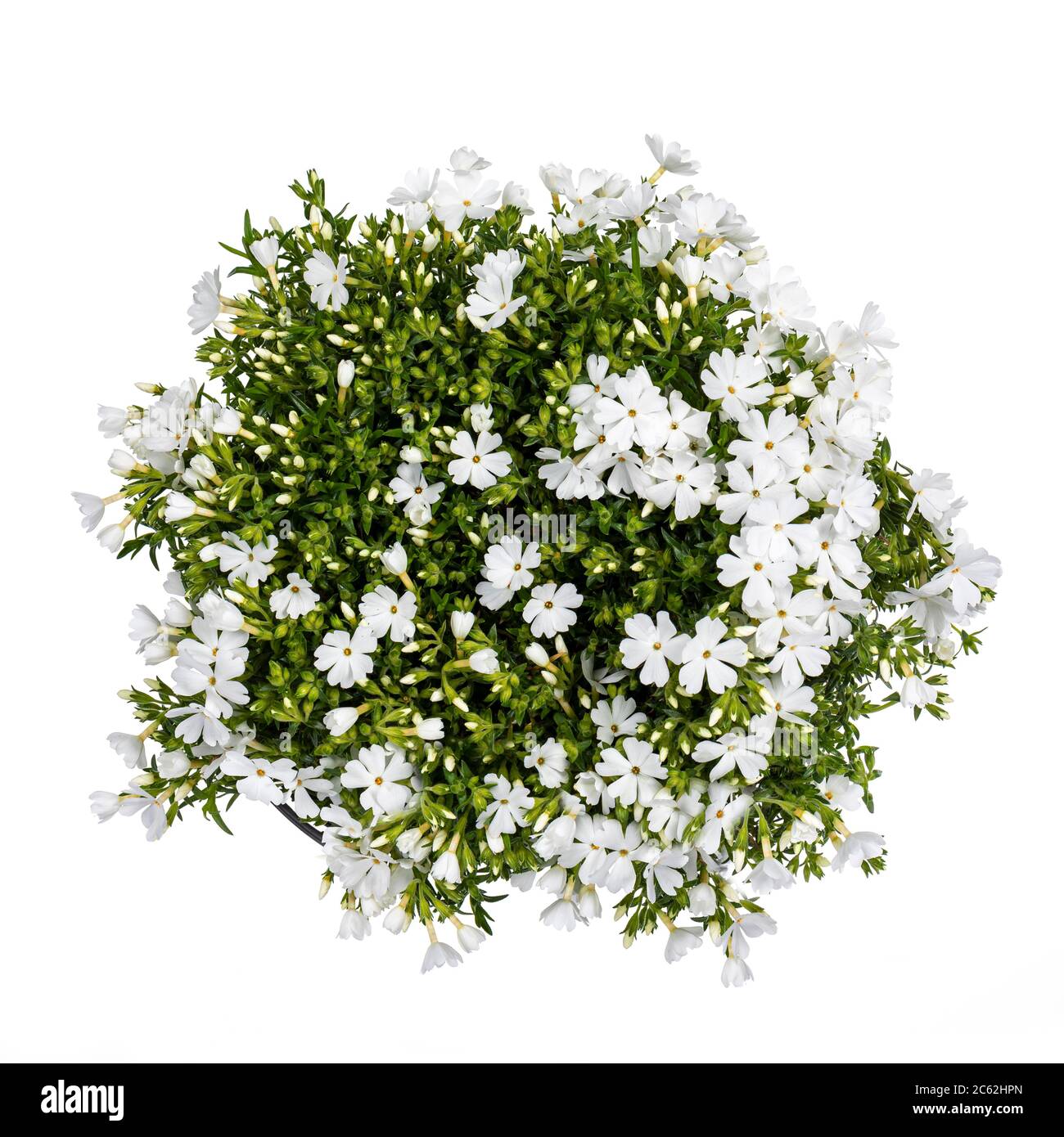 Top view of white blooming Phlox Subulata plant, isolated on white  background Stock Photo - Alamy