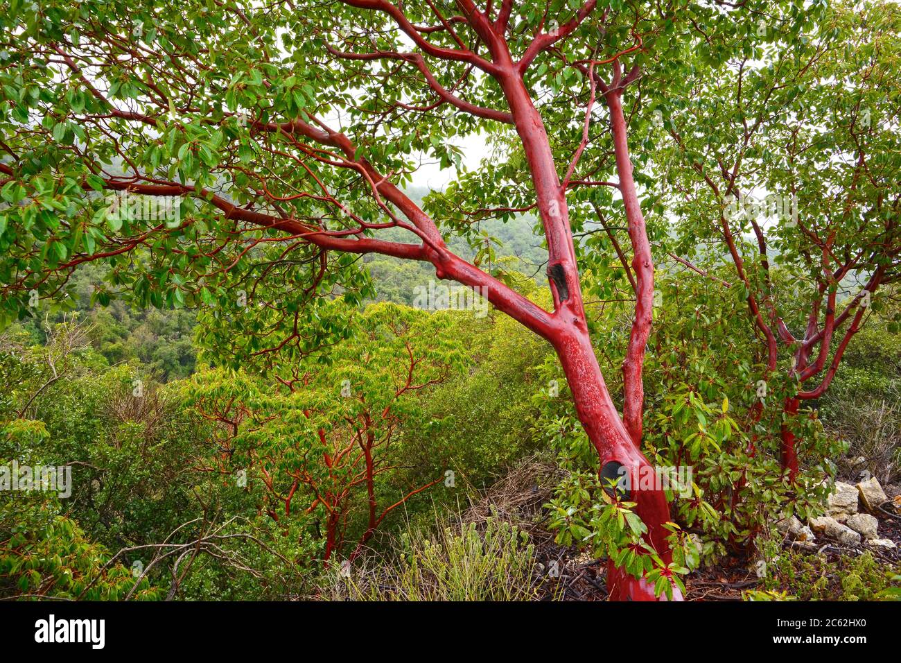 Arbutus tree Stock Photo